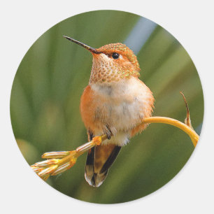 Rufous Hummingbird at Rest Ronde Sticker