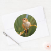 Rufous Hummingbird at Rest Ronde Sticker (Envelop)