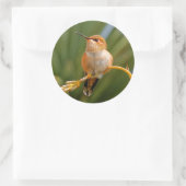 Rufous Hummingbird at Rest Ronde Sticker (Tas)