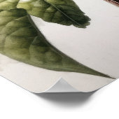 Rufous Hummingbird Bird Art Print Poster (Hoek)