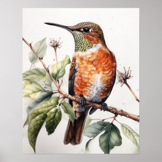 Rufous Hummingbird Bird Art Print Poster (Voorkant)