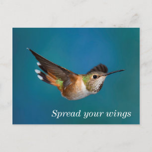 Rufous Hummingbird Briefkaart