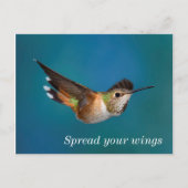 Rufous Hummingbird Briefkaart (Voorkant)