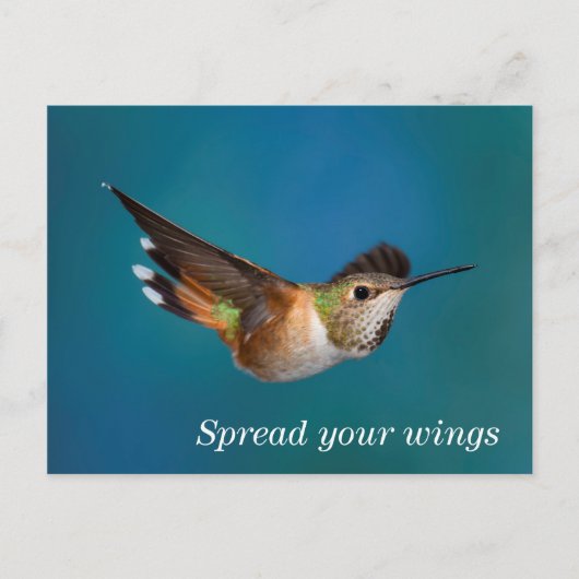 Rufous Hummingbird Briefkaart (Voorkant)