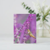 Rufous Hummingbird Briefkaart (Staand voorkant)