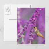 Rufous Hummingbird Briefkaart (Voorkant / Achterkant)
