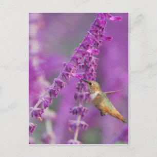 Rufous Hummingbird Briefkaart