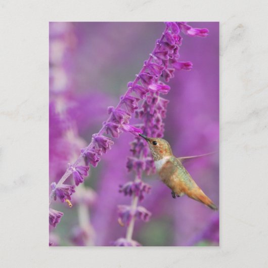 Rufous Hummingbird Briefkaart (Voorkant)