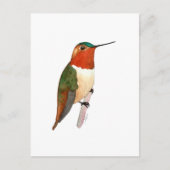 Rufous Hummingbird Briefkaart (Voorkant)