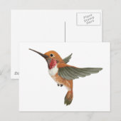 Rufous Hummingbird Briefkaart (Voorkant / Achterkant)