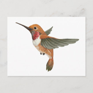 Rufous Hummingbird Briefkaart