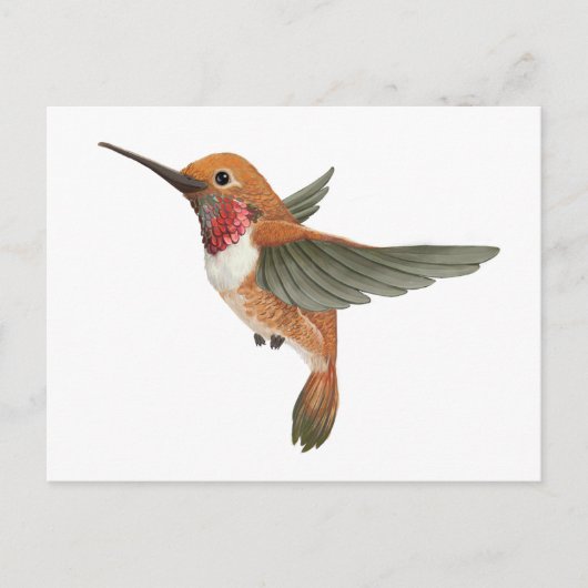 Rufous Hummingbird Briefkaart (Voorkant)