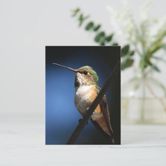 Rufous Hummingbird - Briefkaarten (Staand voorkant)