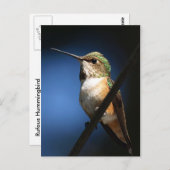 Rufous Hummingbird - Briefkaarten (Voorkant / Achterkant)