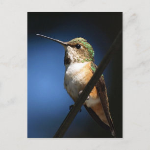 Rufous Hummingbird - Briefkaarten