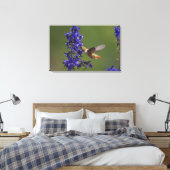 Rufous Hummingbird Canvas Afdruk (Insitu (Slaapkamer))