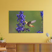 Rufous Hummingbird Canvas Afdruk (Insitu (Woonkamer))