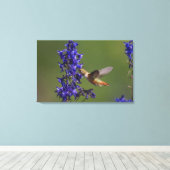 Rufous Hummingbird Canvas Afdruk (Insitu (Houten vloer))