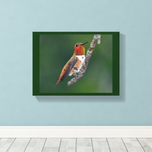Rufous Hummingbird Canvas Afdruk (Insitu (Houten vloer))