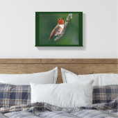 Rufous Hummingbird Canvas Afdruk (Insitu (Slaapkamer))
