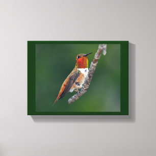 Rufous Hummingbird Canvas Afdruk