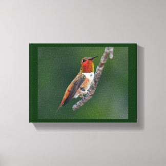Rufous Hummingbird Canvas Afdruk