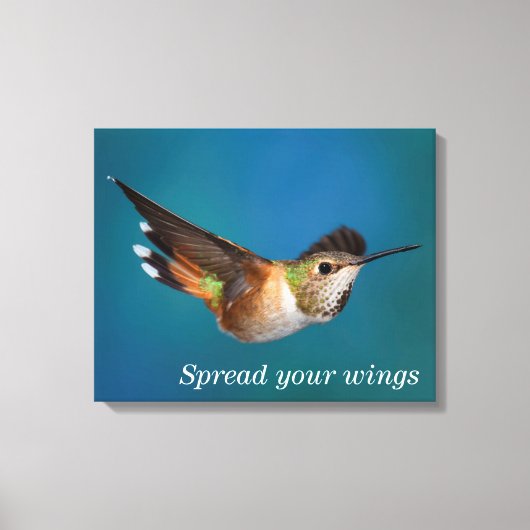 Rufous Hummingbird Canvas Afdruk (Voorkant)