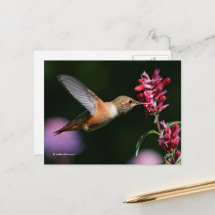Rufous Hummingbird Drink Anise Hyssop Nectar Briefkaart