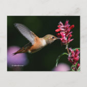 Rufous Hummingbird Drink Anise Hyssop Nectar Briefkaart (Voorkant)