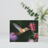 Rufous Hummingbird Drink Anise Hyssop Nectar Briefkaart (Staand voorkant)