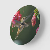 Rufous Hummingbird feed on a Fuchsia Ronde Klok (Hoek)
