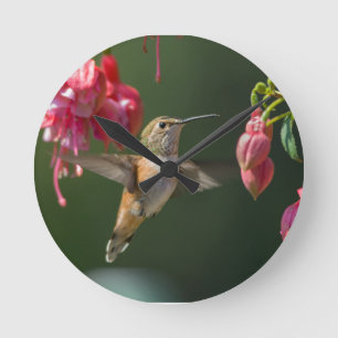 Rufous Hummingbird feed on a Fuchsia Ronde Klok