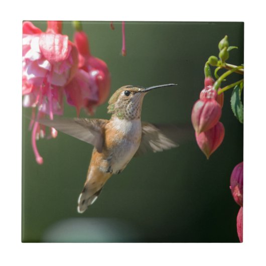 Rufous Hummingbird feed on a Fuchsia Tegeltje (Voorkant)