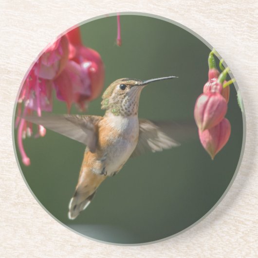Rufous Hummingbird feed on a Fuchsia Zandsteen Onderzetter (Voorkant)