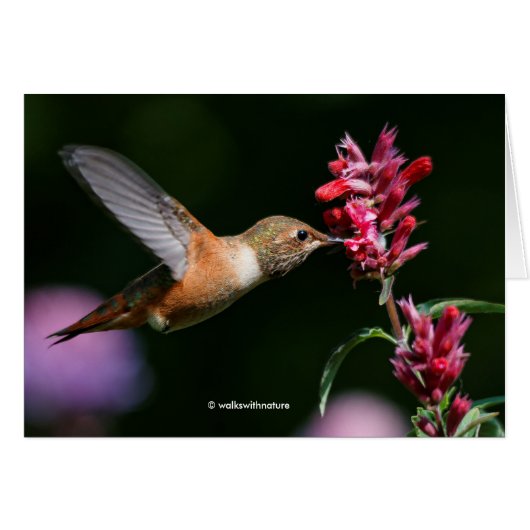 Rufous Hummingbird Feeding on the Anise Hyssop (Voorkant Horizontaal)