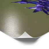 Rufous Hummingbird Foto Afdruk (Hoek)