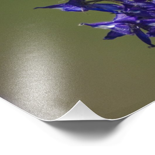 Rufous Hummingbird Foto Afdruk (Hoek)