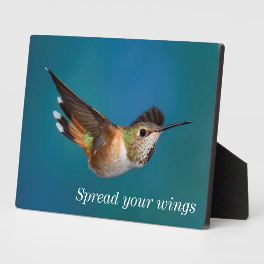 Rufous Hummingbird Fotoplaat (Zijkant)