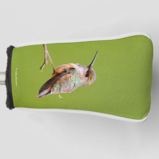 Rufous Hummingbird in Californië Lila Golfheadcover (Voorkant)