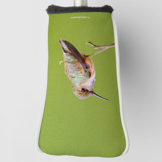 Rufous Hummingbird in Californië Lila Golfheadcover (Draai 90)