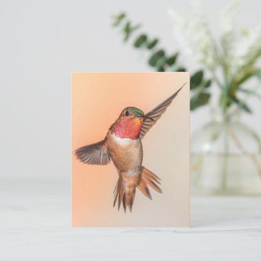Rufous Hummingbird in the Stunning Pose Briefkaart (Staand voorkant)