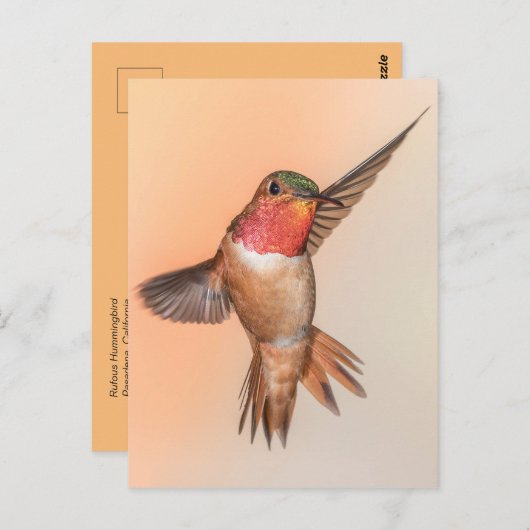 Rufous Hummingbird in the Stunning Pose Briefkaart (Voorkant / Achterkant)