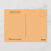 Rufous Hummingbird in the Stunning Pose Briefkaart (Achterkant)