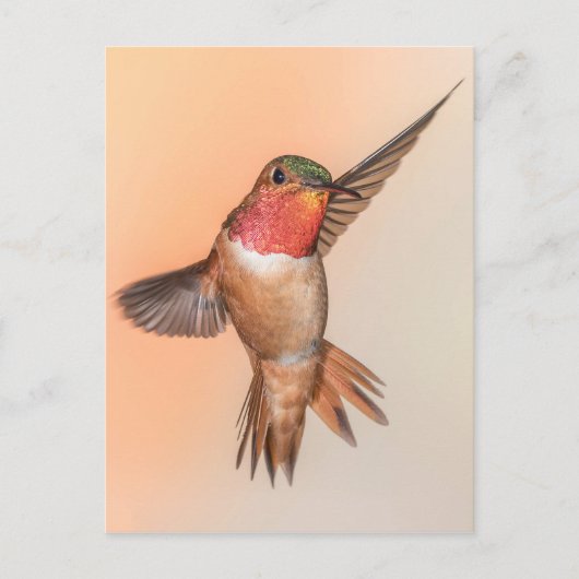 Rufous Hummingbird in the Stunning Pose Briefkaart (Voorkant)