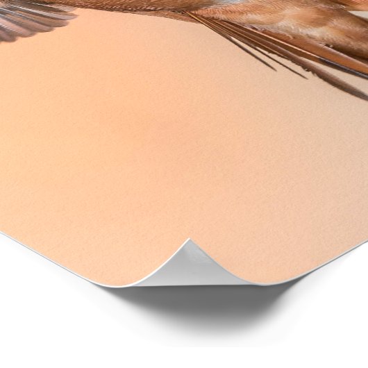 Rufous Hummingbird in the Stunning Pose Poster (Hoek)