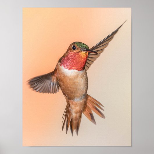 Rufous Hummingbird in the Stunning Pose Poster (Voorkant)