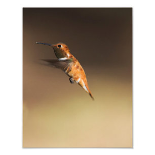 Rufous Hummingbird in vlucht Foto Afdruk
