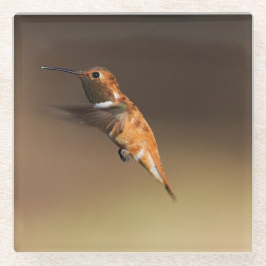 Rufous Hummingbird in vlucht Glazen Onderzetter (Voorkant)