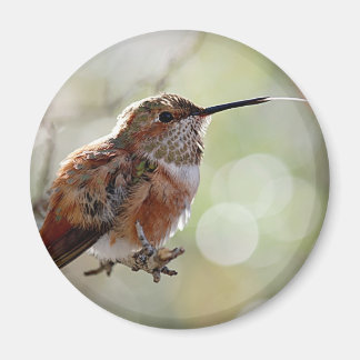 Rufous Hummingbird Lounge Magneet