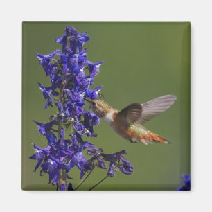 Rufous Hummingbird Magneet
